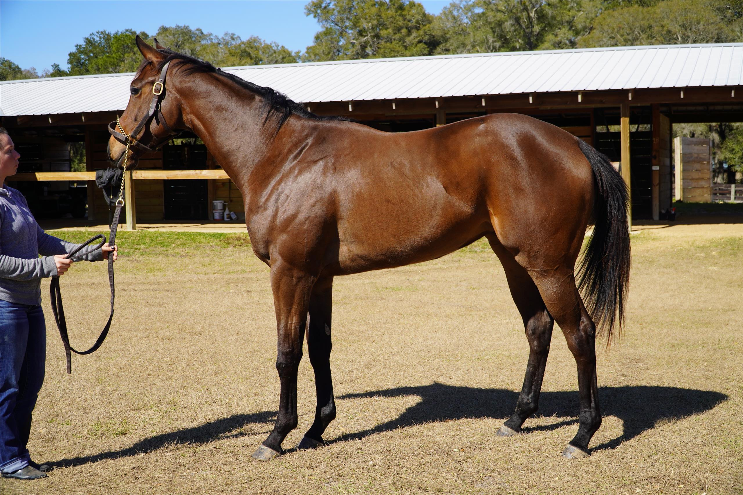 Horses Siena Farm of Paris, KentuckySiena Farm of Paris, Kentucky